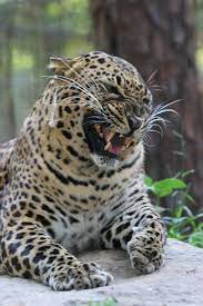 Jade Leopard Big Cat Rescue Cat Rescue Big Cats