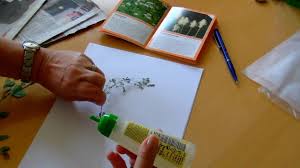 Kostenlose arbeitsblätter und unterrichtsmaterial zum thema ostern für lehrer in der grundschule. Video Ein Herbarium Erstellen