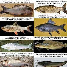 Ikan kalang (sumatra barat) , suengko (aceh), ikan sibakut (karo) dan masih banyak sebutan yang lain. Kursus Pembenihan Penternakan Ikan Air Tawar Beitrage Facebook