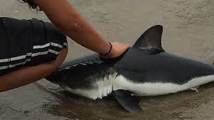 Between 2 to 12 babies are born at a time. Baby Salmon Shark In Need Of Help Baby Great White Shark Great White Shark White Sharks