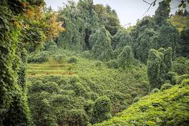 Batumi Botanical Park Stock Photo C Lobodaphoto 73049269