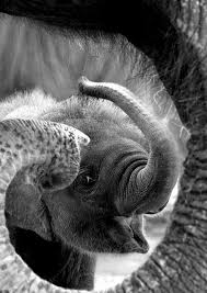 Baby Black And White Elephant Pictures Baby Elephant In The Trunk Of Her Mother Photo Black And White Animals Largest Land Mammal Animals Beautiful Elephant Animals