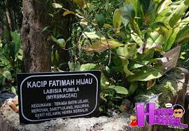 Macaherba lagenda ni amerika selatan. Hidangan Minuman Herba Di Taman Herba Tasik Kenyir Hans