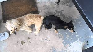 The best method is to allow the natural process of dogs getting unstuck after the copulatory tie to get two dogs unattached, if the dogs get stuck for a long time, you should go to the female dog and start patting on the head. My Dogs Are Stuck Together Youtube