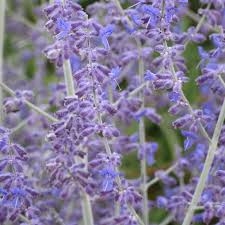 Image result for perovskia atriplicifolia 'little spire'