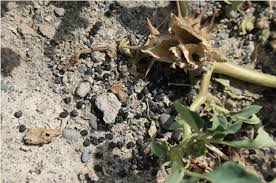 Image result for Datura ferox