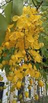 Image result for Cassia sieberiana