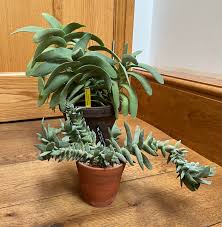 Image result for Crassula perfoliata