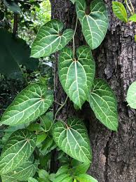 Pin On Parents Plants