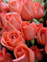 Maybe you would like to learn more about one of these? Flowers Of The World Brazil Floraqueen