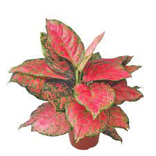 Aglaonema Wishes