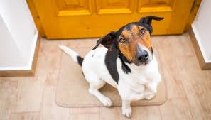 Wie lange kann man hunde alleine lassen tierischehelden. Hund Allein Zu Haus So Lernt Der Hund Besser Alleine Zu Bleiben