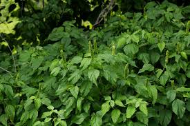 Image result for Acalypha ornata