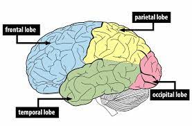 Nerves lead from the spinal cord or from the brain to each part of the body. The Brain And Nervous System Noba