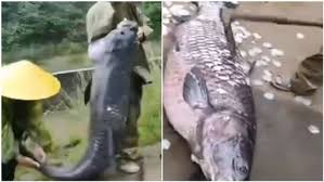 其中經行政院農委會公告的瀕臨絕種保育類有 高身鏟頜魚 和 台灣鮭魚 2種，珍貴稀有保育類有 台東間爬岩鰍 、 埔里中華爬岩鰍 、 台灣鬥魚 和 鱸鰻 等 4種。 以下是台灣淡水（包含 溪流 、 水庫 、 湖泊 和 水壩 等）及 河口 的魚類列表： æ°´åº«æ'ˆåˆ°87kgé­šçŽ‹é­šé±—ç¡¬çˆ† ä»–æ‹¿é‹¤é ­ä¸€åˆ®é©šå'† åœ‹éš› ä¸‰ç«‹æ–°èžç¶²setn Com