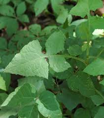 Image result for Lactuca ugandensis