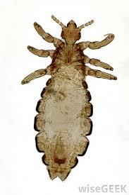 Nits or lice eggs bring forth by the female louse. What Are Nits With Pictures