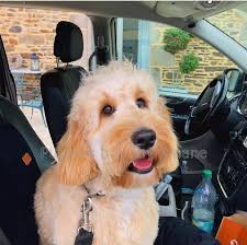 June 2nd and will be ready for their new homes on july 30th! Goldendoodle Breeders France Elevage Goldendoodles Puppies For Sale