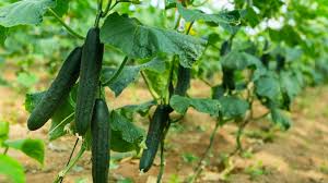 Image result for Cucumis sativus