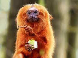 Golden Lion Tamarin Golden Lion Tamarin Very Rare Animals Rare Animals