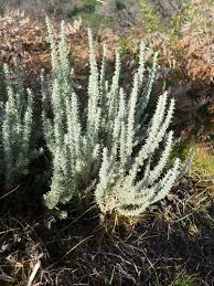 Image result for Eriocephalus racemosus