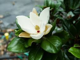 The teddy bear magnolia (magnolia grandiflora southern charm) is a dwarf southern magnolia variety that grows outdoors in u.s. Teddy Bear Magnolia Flower Garden Dallas By Treeland Nursery Houzz Au