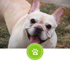 All shots up to date. Chicago French Bulldog Rescue