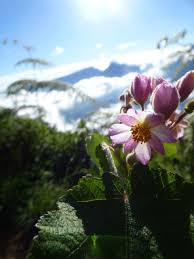Image result for Sparrmannia ricinocarpa