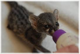 Our exotic animals for sale are raised in a home setting with proper human. Pin On Stuff