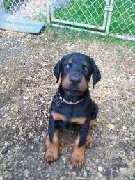 Is a 501 (c) (3) doberman pinscher rescue incorporated in the state of pennsyivania. Doberman Puppies For Sale In Ohio Petfinder