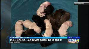 Maybe you would like to learn more about one of these? Full House Local Lab Gives Birth To Litter Of 13 Puppies