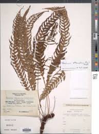 Image result for Blechnum attenuatum