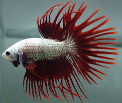 The red dragon halfmoon betta, is an exquisite variety of the extremely popular betta splendens or siamese fighting. Live Tropical Fish Red Dragon Crowntail Betta T20 Niceee Betta Tropical Fish Red Dragon