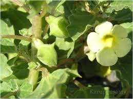 Image result for Pedalium