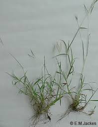 Image result for Bothriochloa