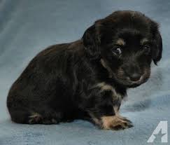 Black And Cream Dachshund Maggie Black And Cream Longhair Miniature Dachshund Miniature Dachshund Cream Dachshund Dachshund