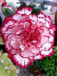 Pin By Oma On Flores E Rosas Carnation Plants Carnation Flower Botanical Flowers