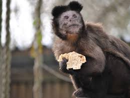 Abigail attacking our precious chinese crested puppy gizmo Apes With Crepes Capuchin Monkeys Go Bananas For Pancake Day Treats Mirror Online