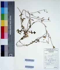 Image result for Launaea rarifolia