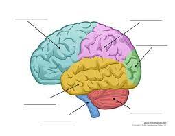 Parts Of The Human Brain In 2021 Human Brain Diagram Brain Diagram Human Brain Parts