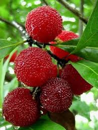 Pin On Frutas Doces Sorvetes Sucos Cafes Saladas