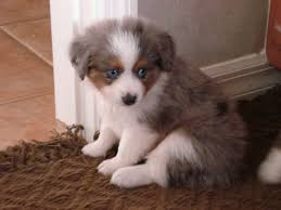 Toy aussie puppies for sale 500 texas. Australian Shepherd Puppies Florida Petfinder