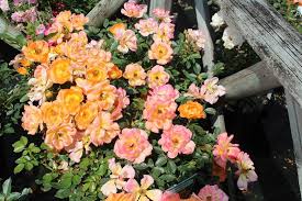 Rosa Sweet Magic Rose Varieties Planting Roses Sweet Magic