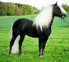 There is no genetic coat pattern that would cause this. 10 Black Horse With White Mane And Tail Ideas Horse Breeds Majestic Horse Animals Beautiful