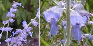 Check spelling or type a new query. Russian Sage Perovskia Atriplicifolia Wisconsin Horticulture