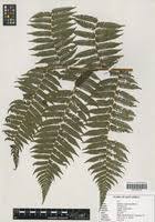 Image result for Cyathea manniana