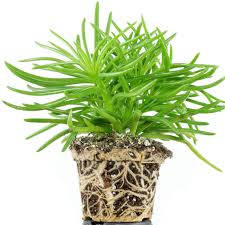 Image result for Senecio propior