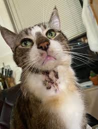 Image result for Feline Miliary Dermatitis