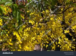 Image result for Cassia abbreviata