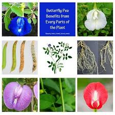 Image result for Clitoria kaessneri